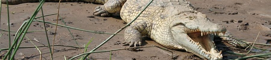 when a crocodile eats the sun