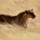 Death in the Long Grass by Peter Hathaway Capstick