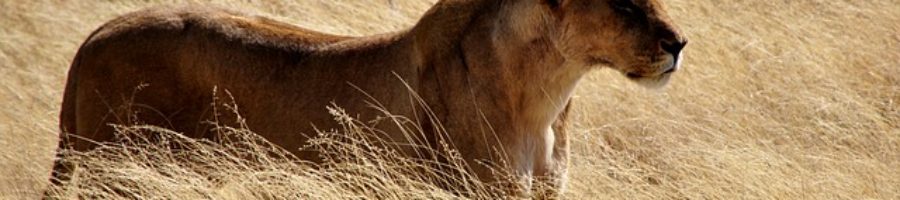 Alert lioness in long grass - image