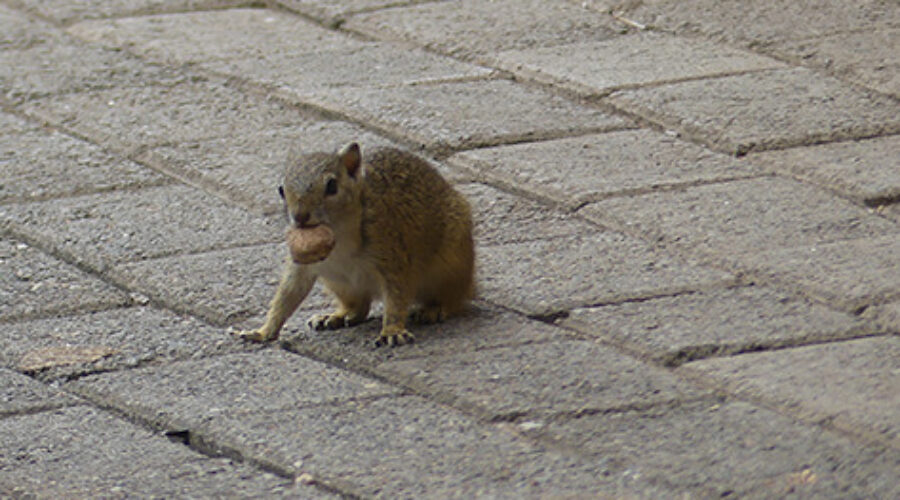 Kruger tree squirrel on ground